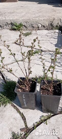 Крыжовник бесшипый саженцы