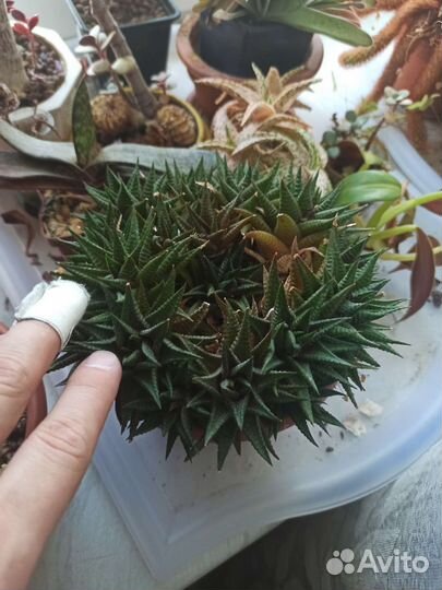 Суккуленты, адромискус, гастерия, кактус, хавортия