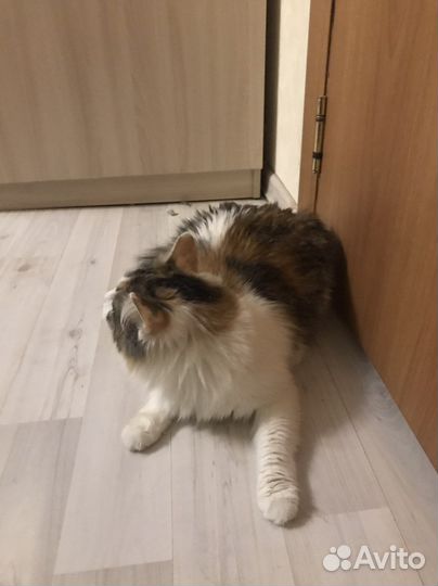 Счастливая кошка 3х цветка