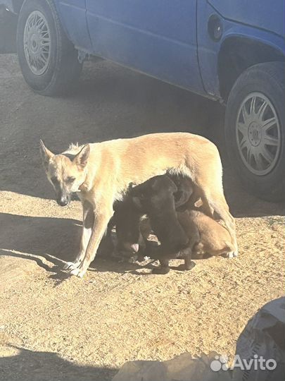 Собака в добрые руки