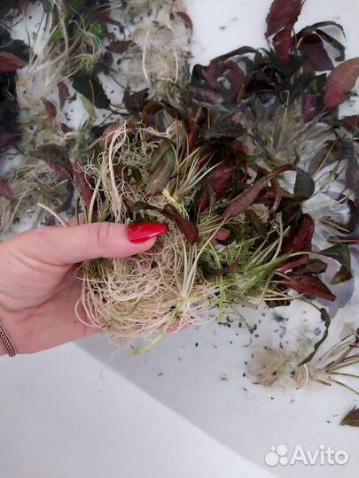 Криптокарина