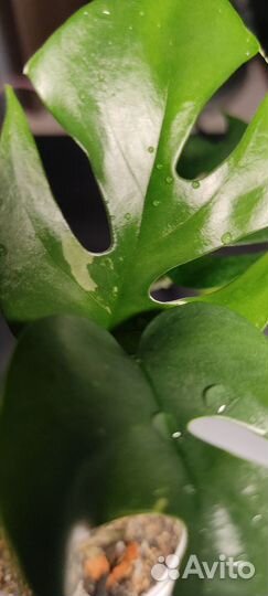 Монстера минима вариегатная