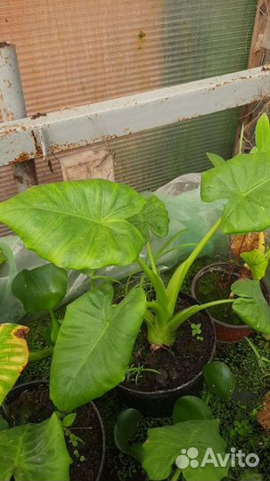 Водные и прибрежные растения для пруда