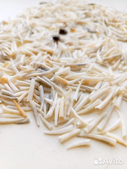 Ракушки денталиум морской зуб