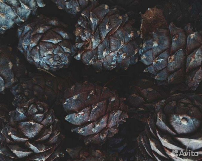 Орех кедровый