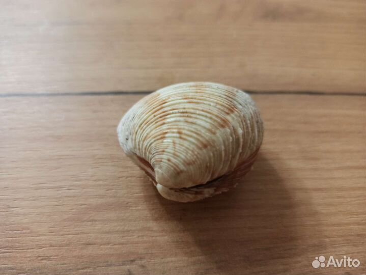 Морская раковина