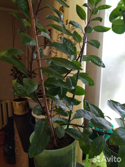 Джинура - листья Бога