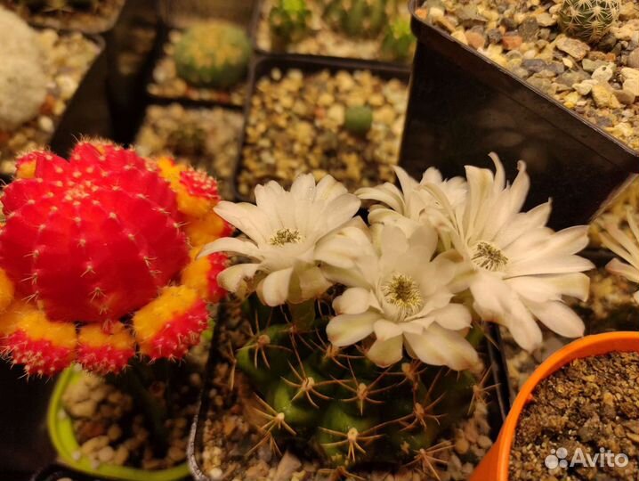 Фитолампа. Квантум борд Samsung 301H 120 W. Свет д