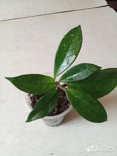 Продаю цветы