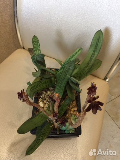 Композиция из суккулентов (торг)