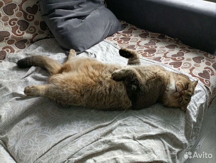 Передержка кошек