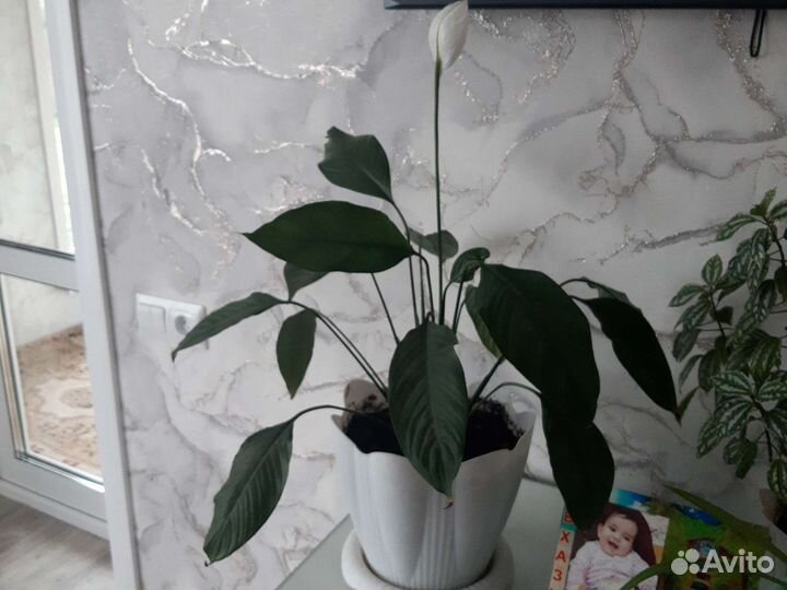 Спатифиллум