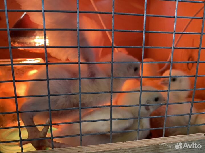 Продаем цыплят