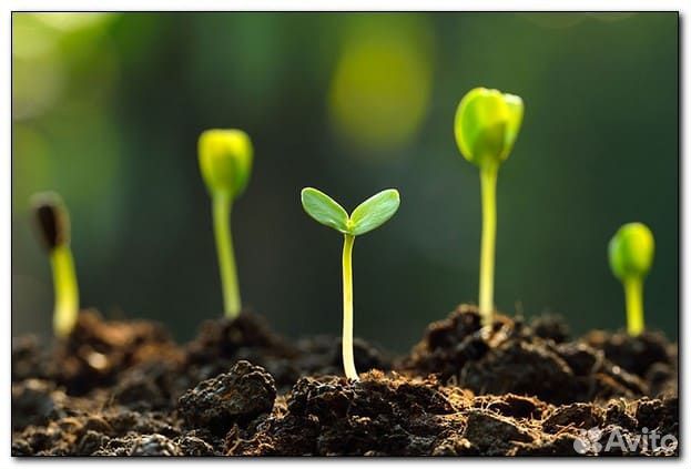 Плодородный грунт