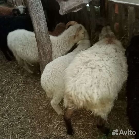 Овцы бараны ягнята