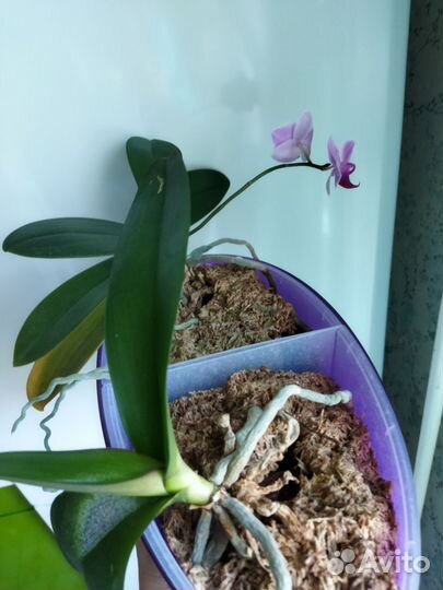 Орхидея фаленопсис