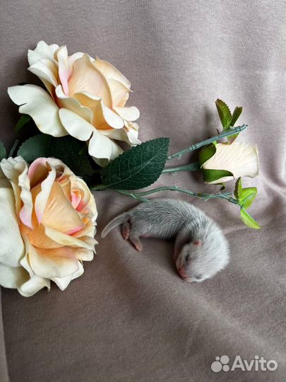 Хорьки из питомника