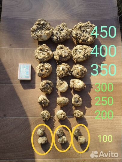 Клубни каллы, георгин, гладиолус