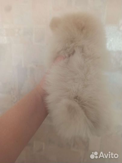 Померанский шпиц