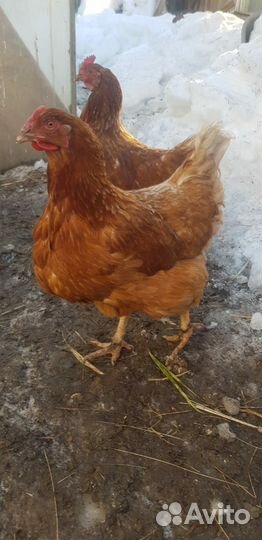 Куры разные