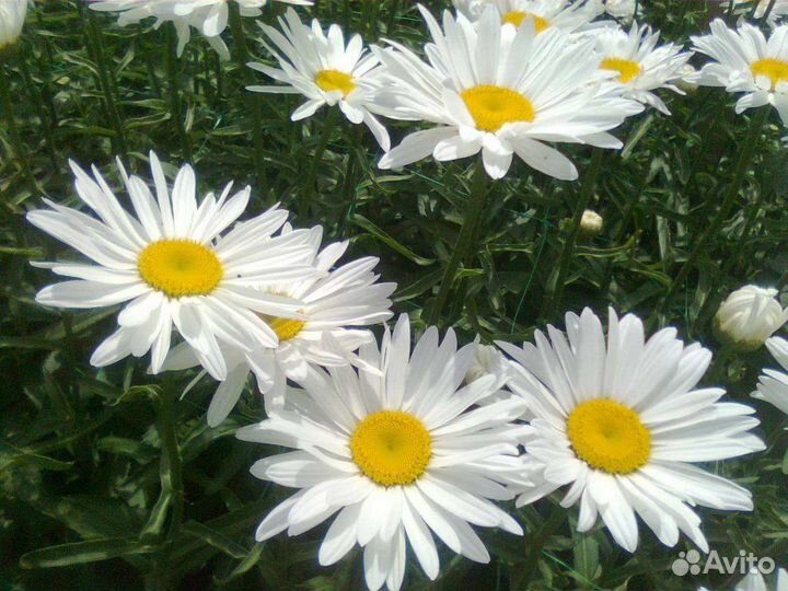 Ромашка садовая