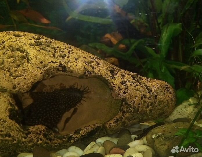 Сомики анциструсы, креветки, гуппи Эндлера