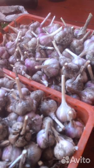 Чеснок зимний