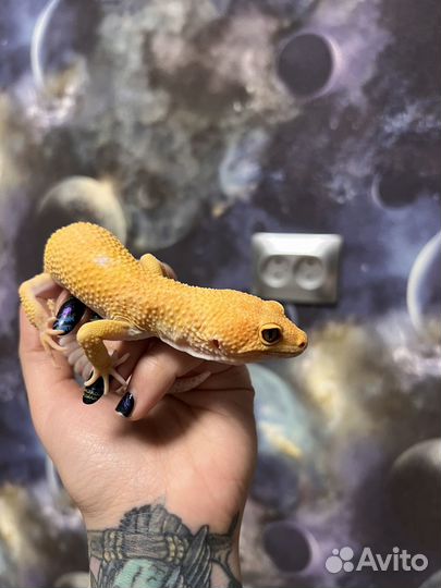 Самец эублефара