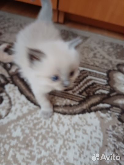 Британские котята