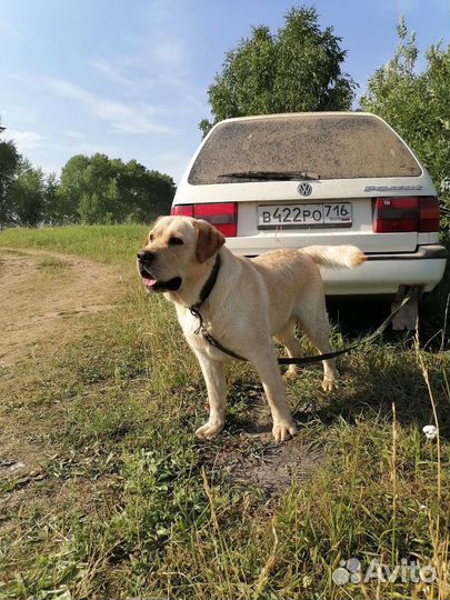 Лабрадор на вязку