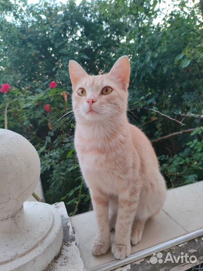 Котенок мальчик рыжий