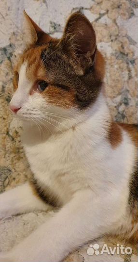 Кошечка-трёхцветка Маруся