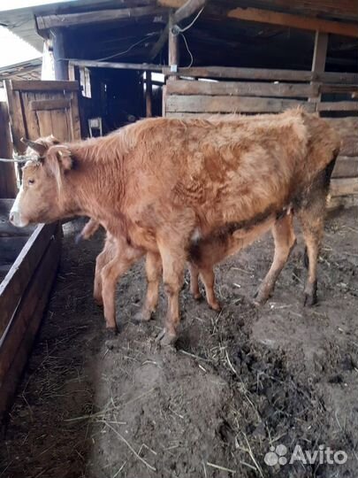 Корова с телёнком