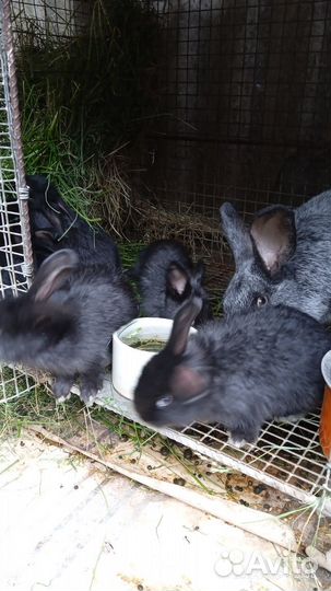 Крольчата