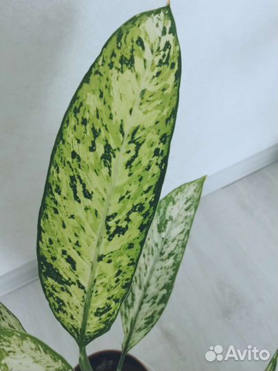 Диффенбахия Vesuvius (Везувий)
