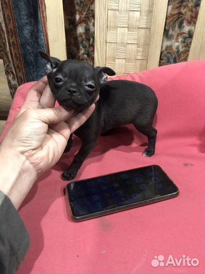 Чихуахуа mini девочка Ежевичкв