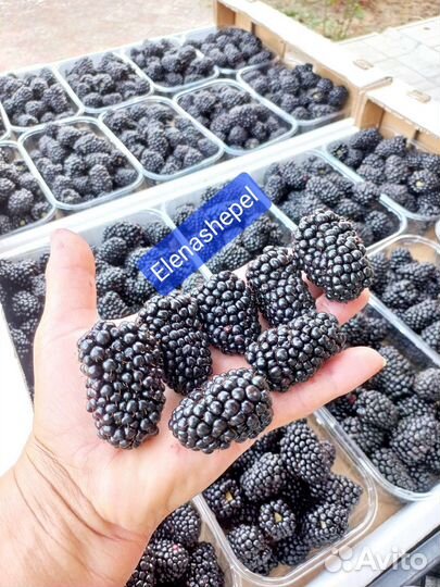 Саженцы Блэк джем