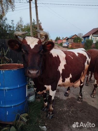 Корова на мясо