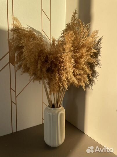 Тростник камыш сухоцвет оптом