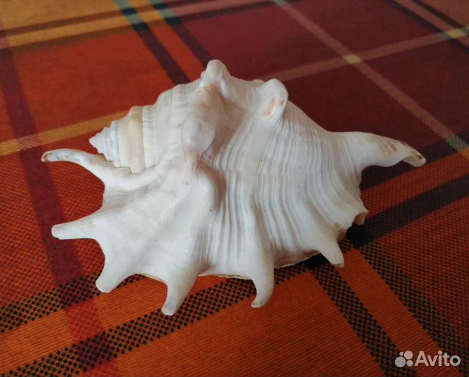 Морские ракушки