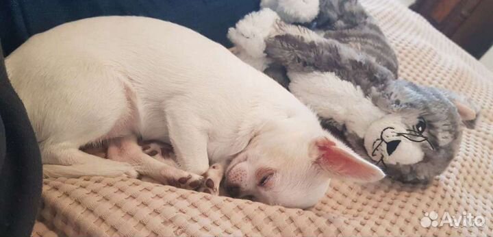 Домашняя передержка