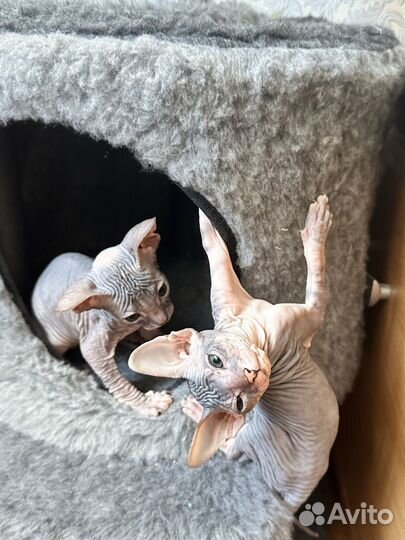 Донской сфинкс