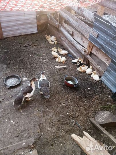 Гуси, индоутки, цыплята, утята