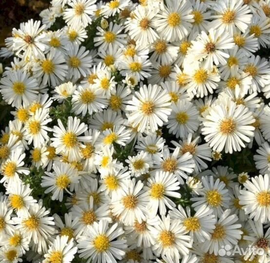 Многолетники Астра кустарниковая Вайслендер