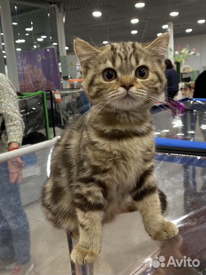 Красивый малыш