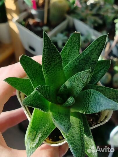 Суккуленты