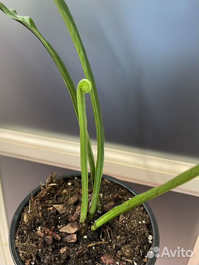 Папоротник нифидиум толстолистный