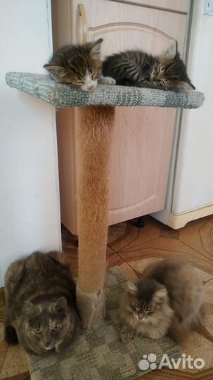 Зоопсихолог, коррекция поведения кошек