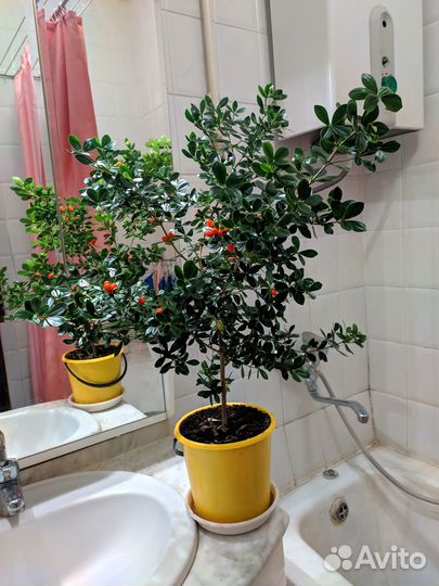 Аликсия самшитолистная (Alyxia buxifolia), сеянцы