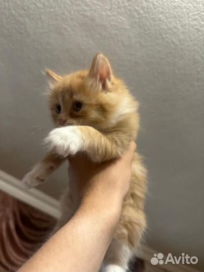 Рыжие кошки бесплатно